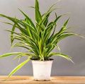 Spider Plant Chlorophytum Comosum. 