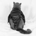 Cat Clothes Vivid Scorpion Shape Funny Halloween Cat Costumes for Dressing Up Pet. 