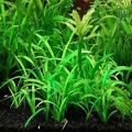 Dwarf Sagittaria Aquarium Plant Seeds. 