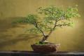Desi Kikar - Vachellia Nilotica Acacia - Babool Tree Seeds. 