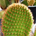 3 Cuttings Bunny Ear Cactus Rare Red Spikes Opuntia Cacti. 