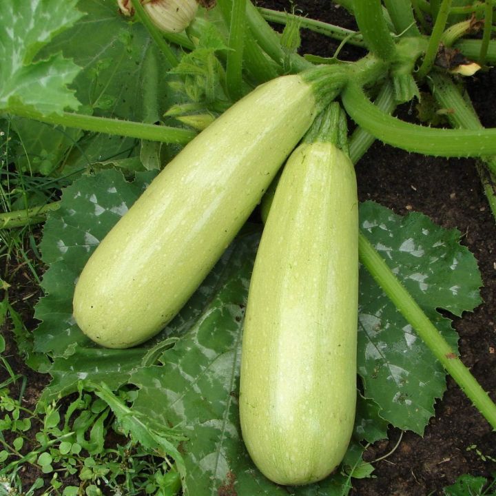 Zucchini Bush Seeds