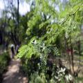 15 Seed of Desi Kikar Plant-Vachellia Nilotica Babool Plant Seeds. 