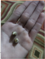 Pack of 80 Moringa / Sohanjna Seeds to grow with 100 percent germination Moringa oleifera Tree Plant Used in Various ways; Flowers, Leaves, Seeds, and fruits.. 