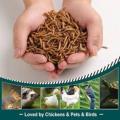 Worms for birds, Dry worm | 100g | pure organic for bird | finches | hens and hamster. 