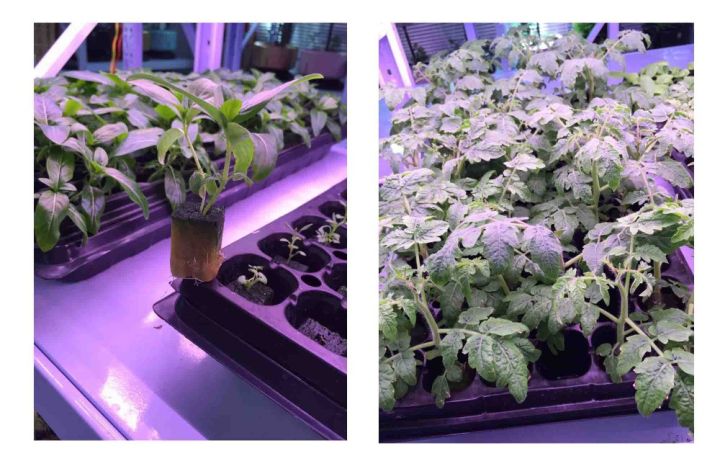 Rockwool%20Starter%20Cubes%201%20%20for%20Seedling%20Propagation,%20Cloning,%20Rapidrooter%20Replacement%2050%20Cubes%20-%20Image%205