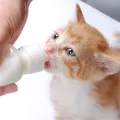 Pet Nursing Bottle Kits Replacement Nipple Cat Feeding Bottle for Newborn Kittens, Puppies, Rabbits, Small Animals. 