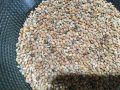 1 kg organic Cheena Moti Kangni ,white cheena ,Yellow Millet, Millet Seeds, Birds feed,Birds food,Seed for Canaries,Finches,Waxbills, Budgies, Lovebirds cocktail, Alexandrine parakeet,Parrots, Australian parrots,raw,ringneck and Other similar birds. 