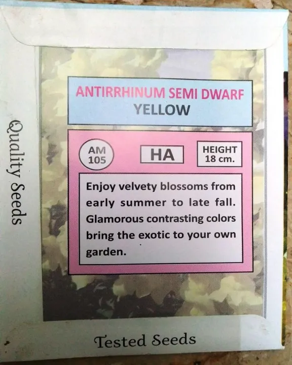 Antirrhinum%20Semi%20Dwarf%20yellow%20winter%20flower%20-%20Image%203