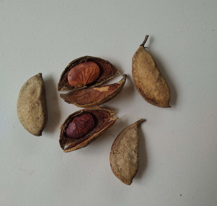 Sukh Chain Pongamia/SukhChain Tree Seeds