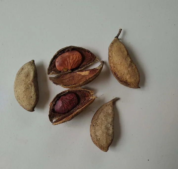 10+%20Sukh%20Chain%20Pongamia/SukhChain%20Tree%20Seeds%20-%20Image%202