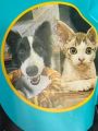 Pet Snacks Food For Dog And Cat Bones 9 Inch. 