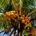 Coconut / Copra / Giri Barada / Coconut Crushed / Nariyal 100g. 