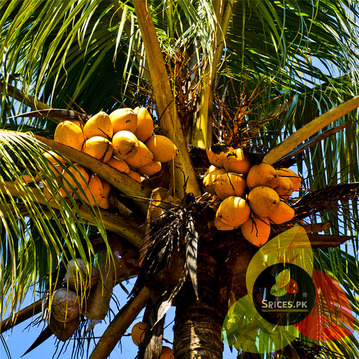Pure%20Crushed%20Coconut%20(Nariyal%20Barada)%20%E2%80%93%20Premium%20Dried%20Copra%20for%20Baking,%20Curries,%20Desserts%20&%20Sweets%20%E2%80%93%20100g%20-%20Image%208