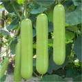 Bottle Gourd (Long Kadu)  Desi Fast Growing Seeds - Kitchen Gardening Vegetable Seeds. 