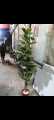 Artificial Flowers & leafs Plant big size 7 foot. 