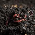 Premium organic vermicompost for lawn ,garden etc by Plantopia. 