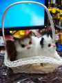 Cats Gift Pack , 2 Cute Cats in Basket with Meowing Sound, Perfect Gift. 