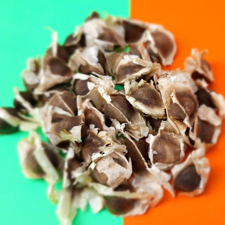 Moringa seeds 20+