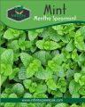Mint spearmint  seeds , Organic Spearmint Seeds , Fresh Mint Seeds , Mint Herb Seeds , Spearmint Herb Seeds ,( Podina) Seeds Best Quality Seeds Pack. 