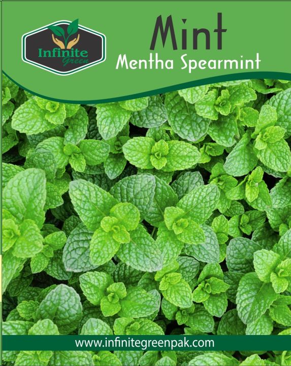 Mint%20spearmint%20%20seeds%20,%20Organic%20Spearmint%20Seeds%20,%20Fresh%20Mint%20Seeds%20,%20Mint%20Herb%20Seeds%20,%20Spearmint%20Herb%20Seeds%20,(%20Podina)%20Seeds%20Best%20Quality%20Seeds%20Pack%20-%20Image%203