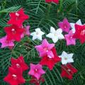 Morning Glory Seeds - Cypress Vine Mix 15gm. 