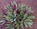 RHEO PLANT/OYSTER PLANT/LIVE SUCCULENTS PLANT WITH PURPLE & GREEN LEAVES. 