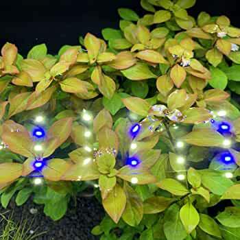 Ludwigia%20Repens%20Live%20Aquarium%20Plants%20/%20Low%20Tech%20Plants/%20Aquatic%20plants%20-%20Image%203