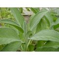 Sage Herb Seeds. 