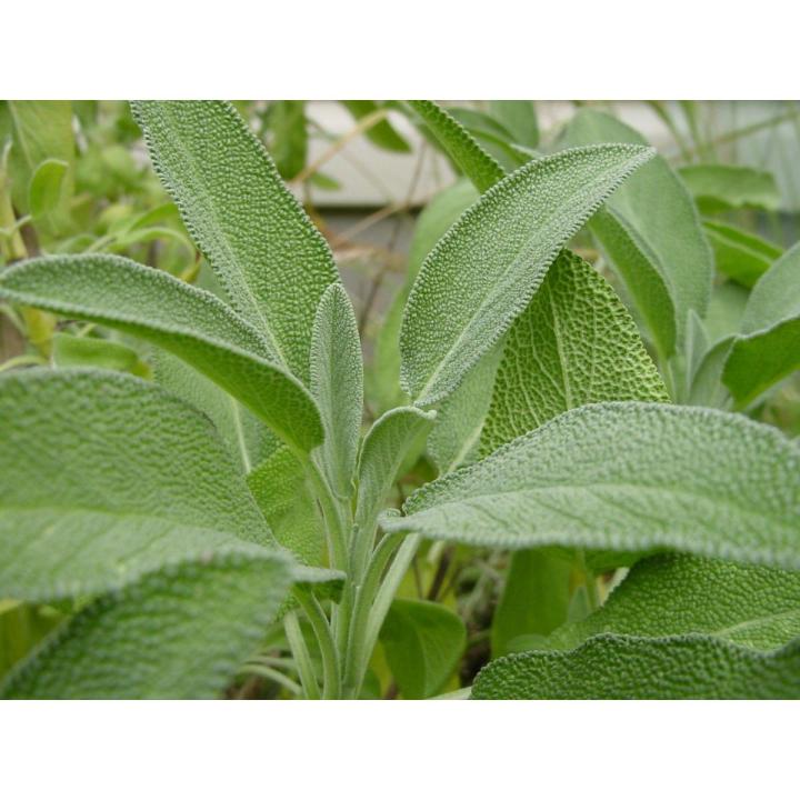 Sage Herb Seeds