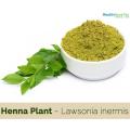 Hena / Sabz Mehndi Seeds - High Germination Rate. 