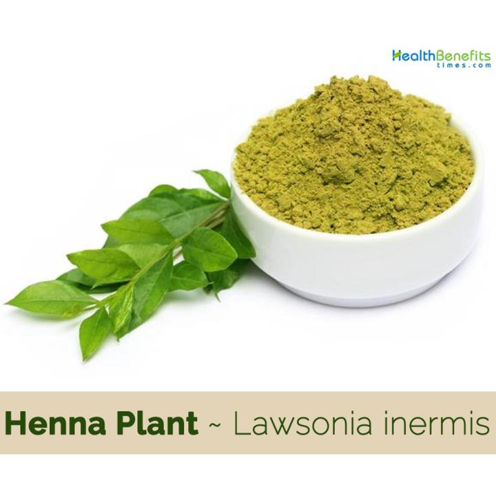 Hena / Sabz Mehndi Seeds - High Germination Rate