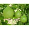 Round Gourd (Gool Kadu) Desi Vegetable Seeds - Kitchen Gardening. 