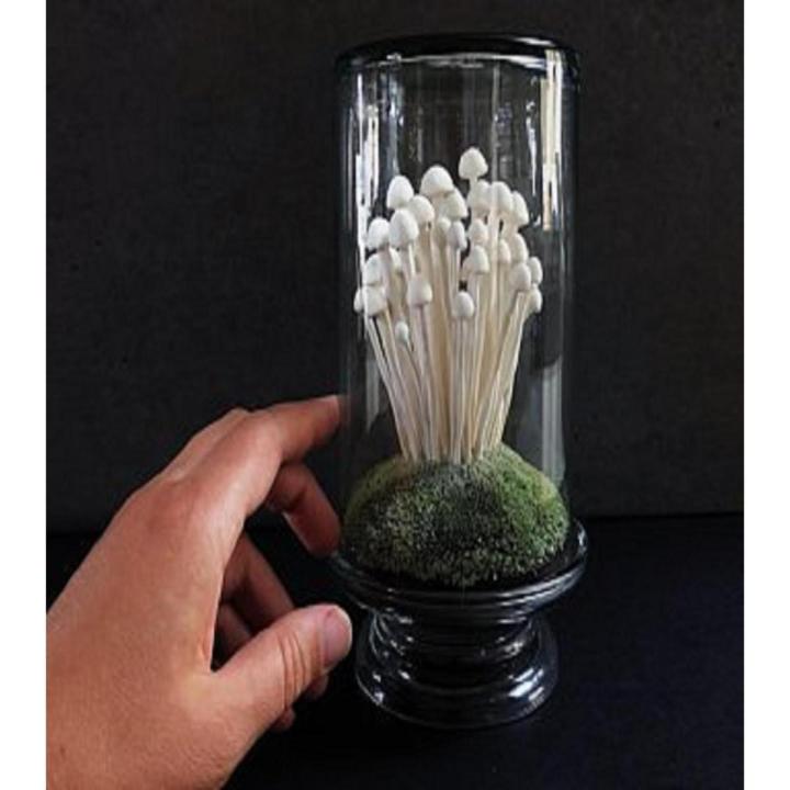 Enoki Mushroom Seeds