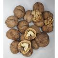 Walnuts - Ghizer Valley - Hunza - Gilgit Baltistan - Fine Quality - Fresh -  Easily Breakable - Akhrot - (Medium size) - 1Kg. 