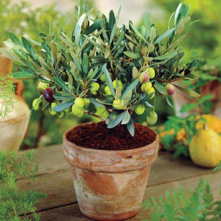 Green Olive Fruit Tree Seeds