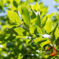 Spices.pk Bay Leaf / Tez Pata / Taiz Patta wt.20gm. 