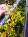 Ludwigia Repens Live Aquarium Plants / Low Tech Plants/ Aquatic plants. 