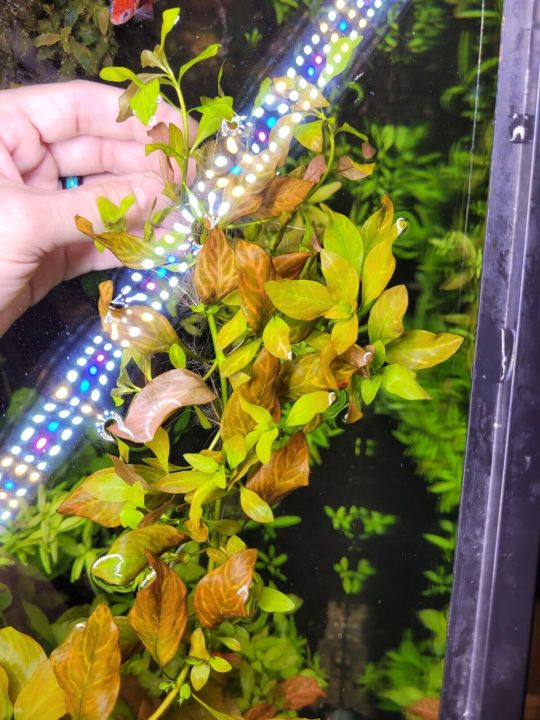 Ludwigia%20Repens%20Live%20Aquarium%20Plants%20/%20Low%20Tech%20Plants/%20Aquatic%20plants%20-%20Image%202