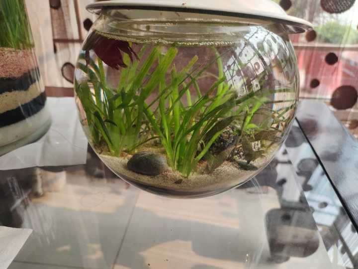 Beige%20sand%20(skin%20sand)%20for%20Aquarium,%20live%20plants,%20fish,%20freshwater%20tank%20and%20resin%20art%20or%20garden%20decoration%20-%20Image%202