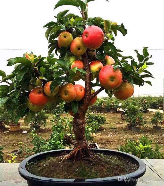 Bonsai%20Apple%20Tree%20Seeds%20-%20Image%204