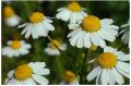 Chamomile Flower Seeds - Used in Herb / Herbal Tea. 