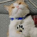 Cat tag-  pet animal collar tag- with custom name- size 2 inches- resin art- with custom text. 