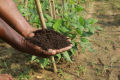 1kg press mud of sugar cane frsh and pure organic fertilizer. 