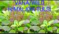 VANA TULSI as WILD TULSI Seeds From HIMALAYAS Lucky MEDICATION Plant With ANTI AGING WEIGHT LOSS HEALTHY HAIR ACNE SKIN PORES REDUCE URIC ACID CLEANSE KIDNEYS RELAX FROM STRESS REDUCE CHOLISTROL ULCERS MOUTH INFECTION INCREASE POSITIVE ENERGY BAD BREATH. 