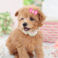 15 x Mixed Pet Small Dog Hair Bows Elastic Bands Puppy Cat Rhinestone Grooming. 