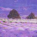 AY9234B Large Lavender Mountain 3D Window Scene View Removable Wall Sticker Decal. 