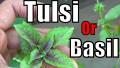 Niazbo, Tulsi, Mushkberi, Basil  Seeds. 