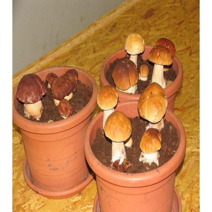Porcini Mushroom Seeds