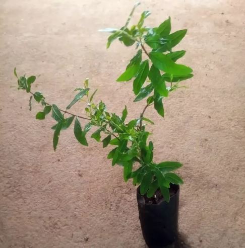 Original Anar Small Plant | Daraz.pk
